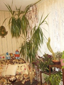 Cutting Back a Palm Type Plant